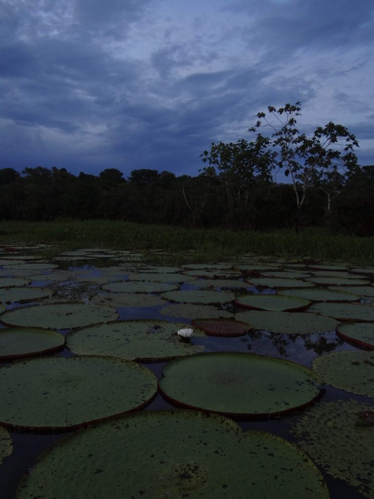 Giant water lily pads with one white lily in the Amazon river