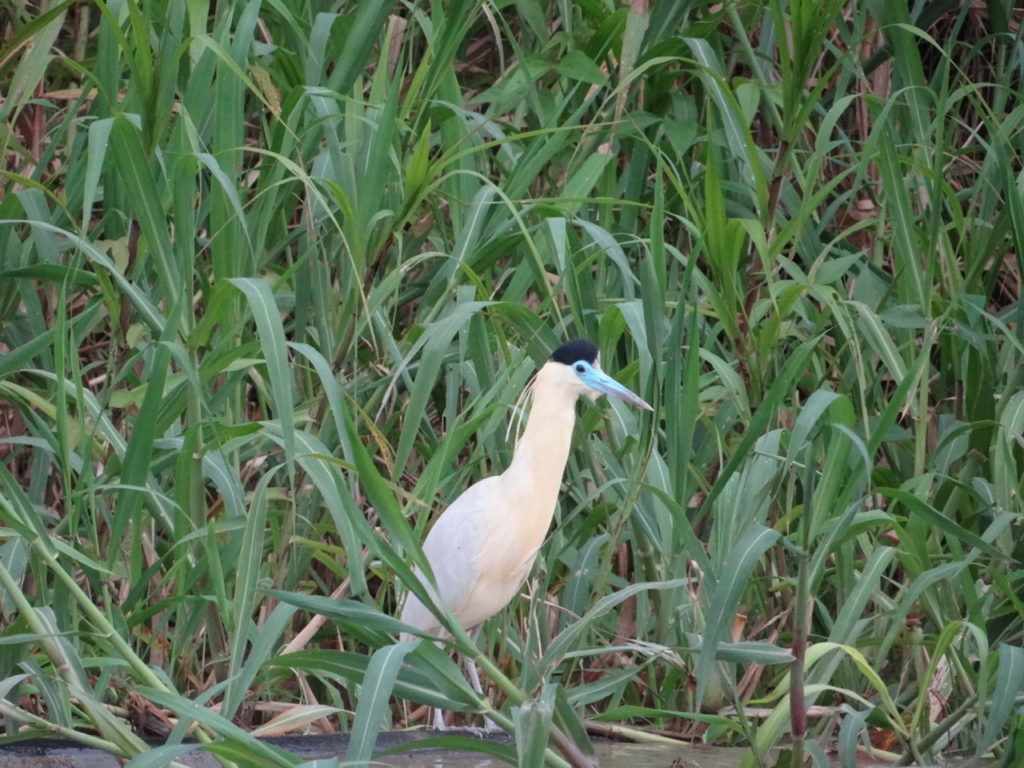 Capped heron on journey to the amazon