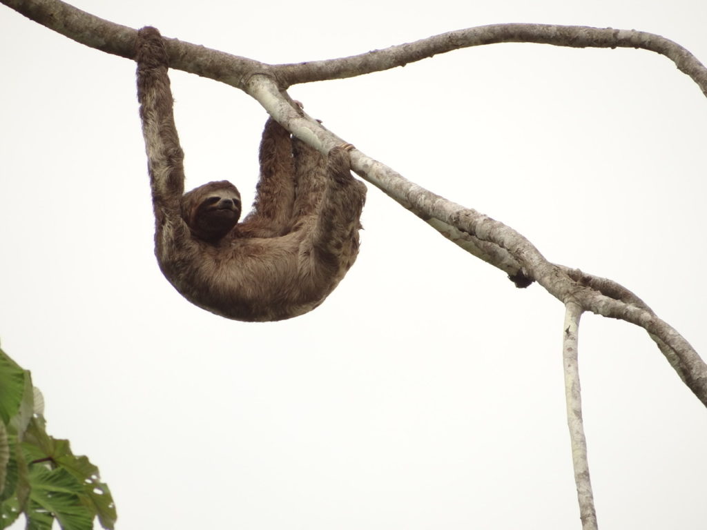 Sloth 