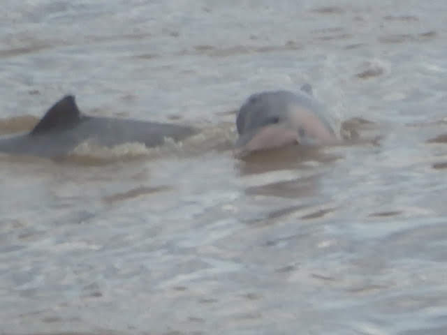 Amazon river dolphin seen on our journey to the amazon