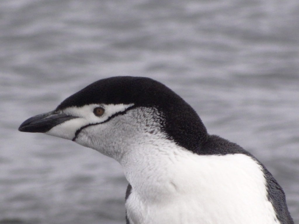 Chin strap penguin