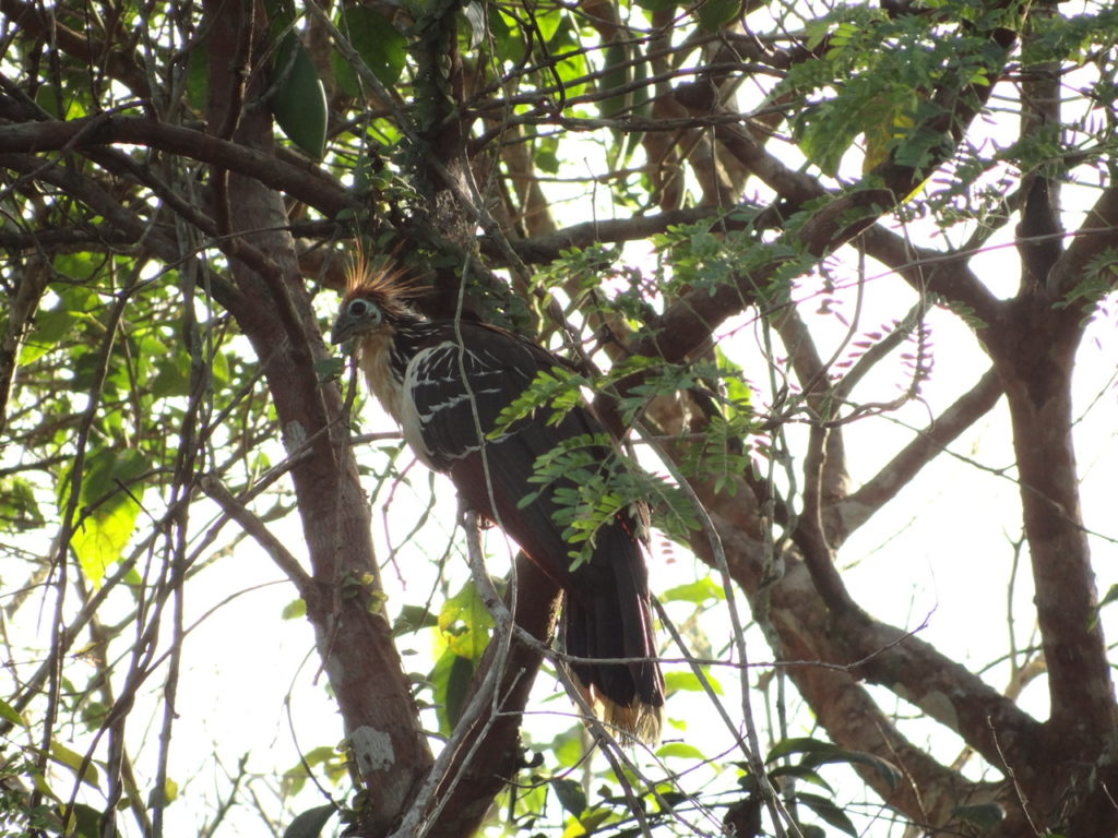 Hoatzin journey to the amazon
