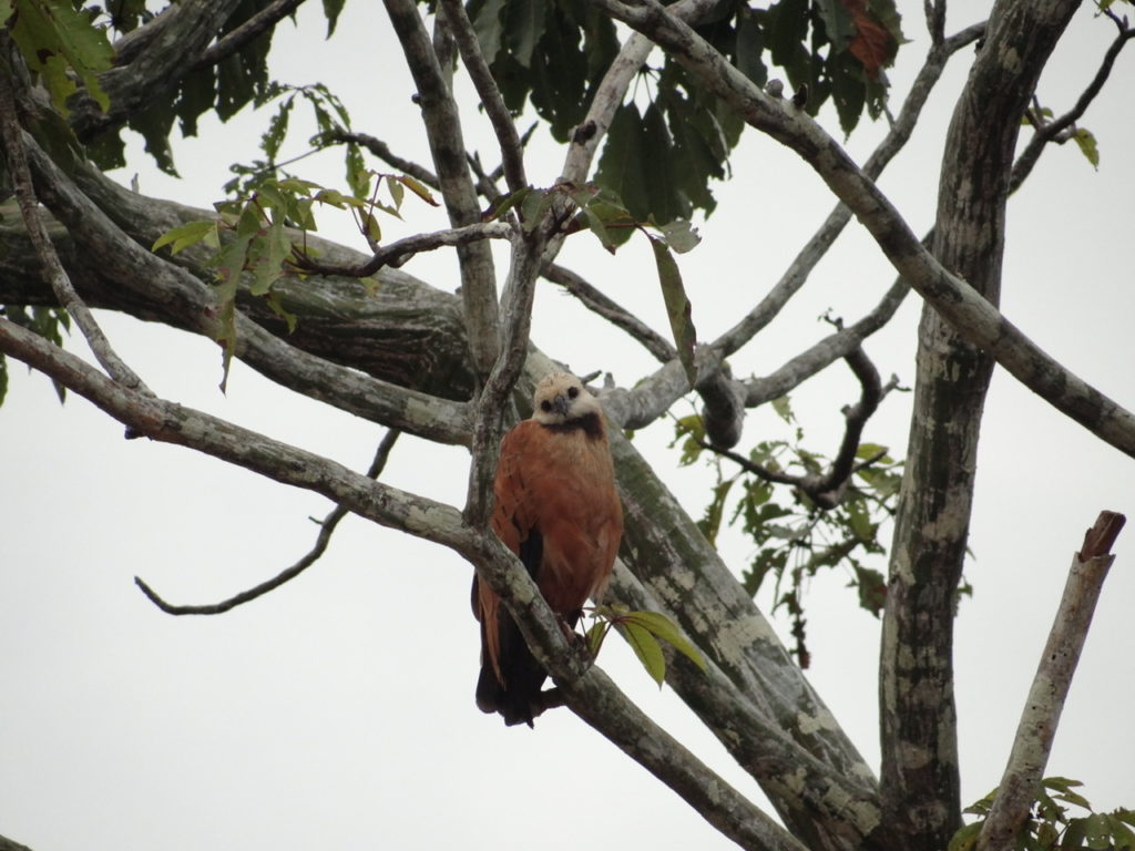 Hawk on our journey to the amazon