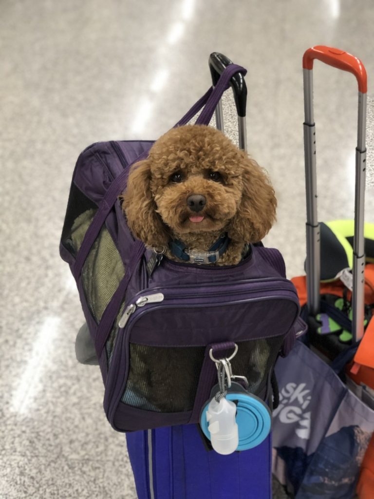Dog’s head popping out of purple carrier for how to travel with your dog