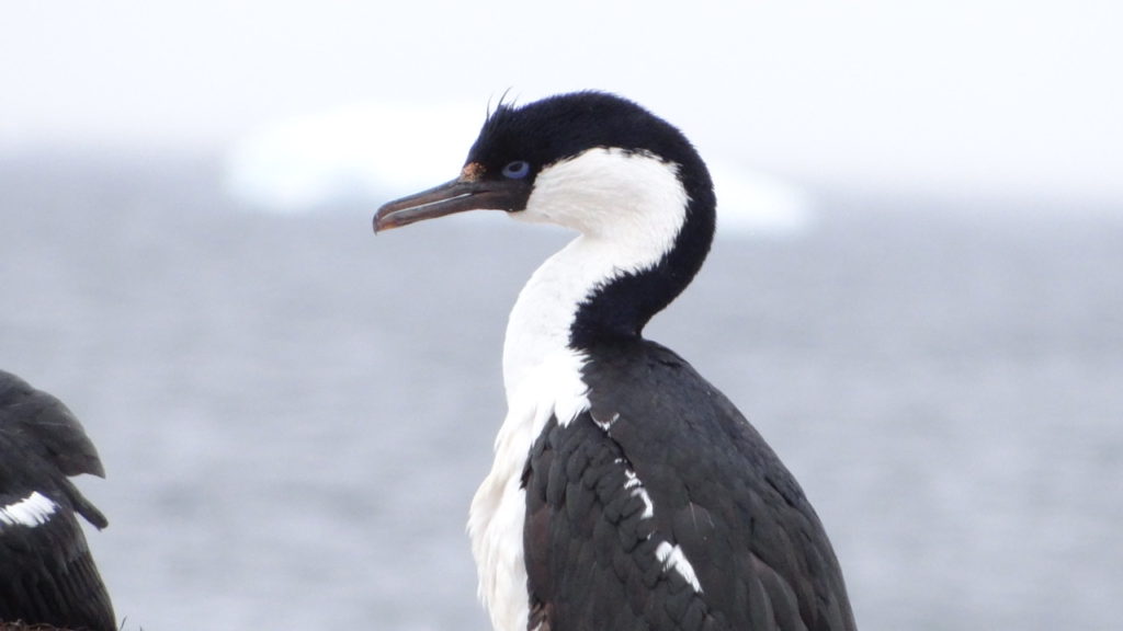 Imperial shag