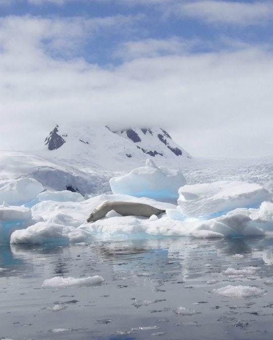 Seal resting on iceberg in antarctica