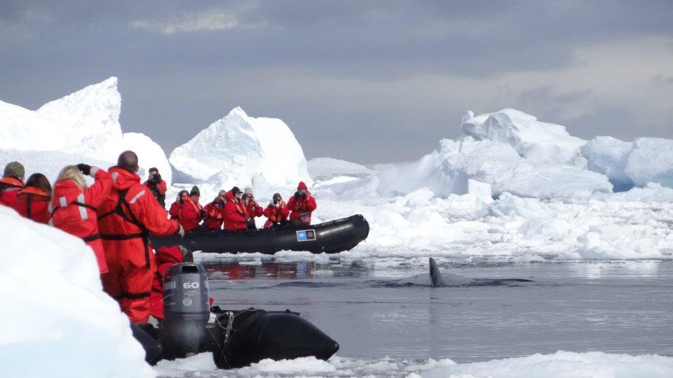 Two boats surrounded by icebergs while looking at a humpback whale in the middle