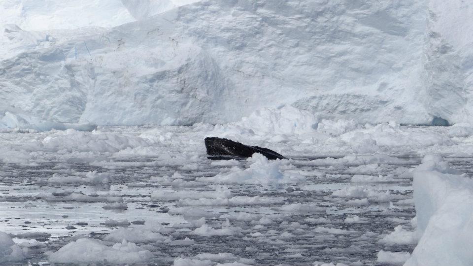 Humpback whale’s mouth coming out of the water in the middle of ice