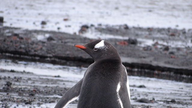 Gentoo penguin