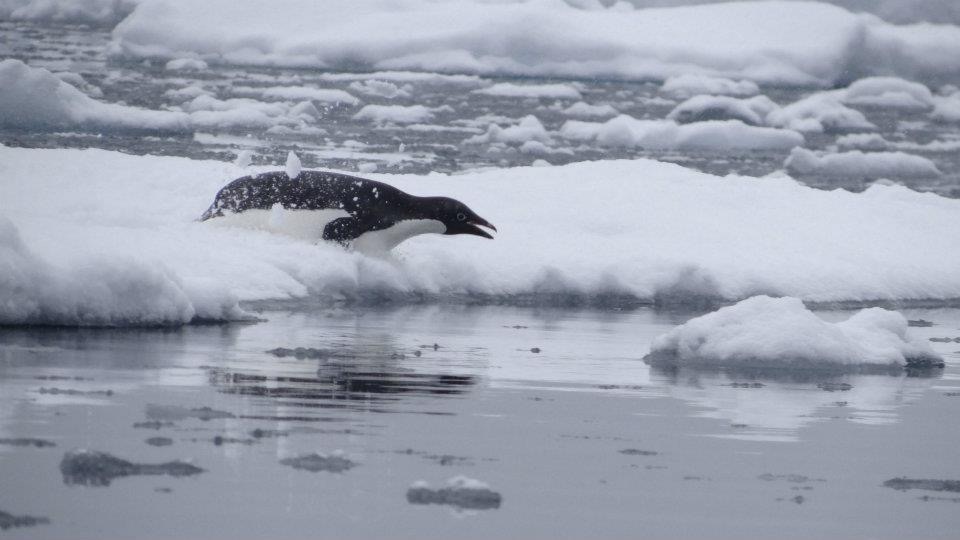 Diving adeloo penguin into water with ice in Antarctica