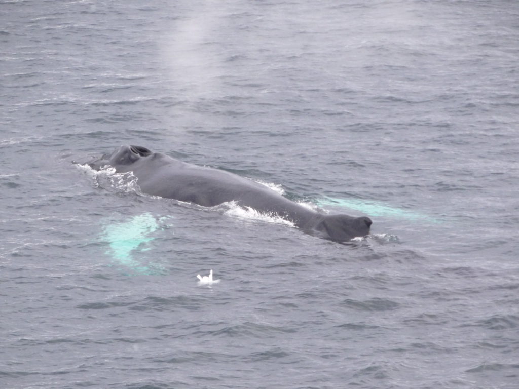 Humpback whale