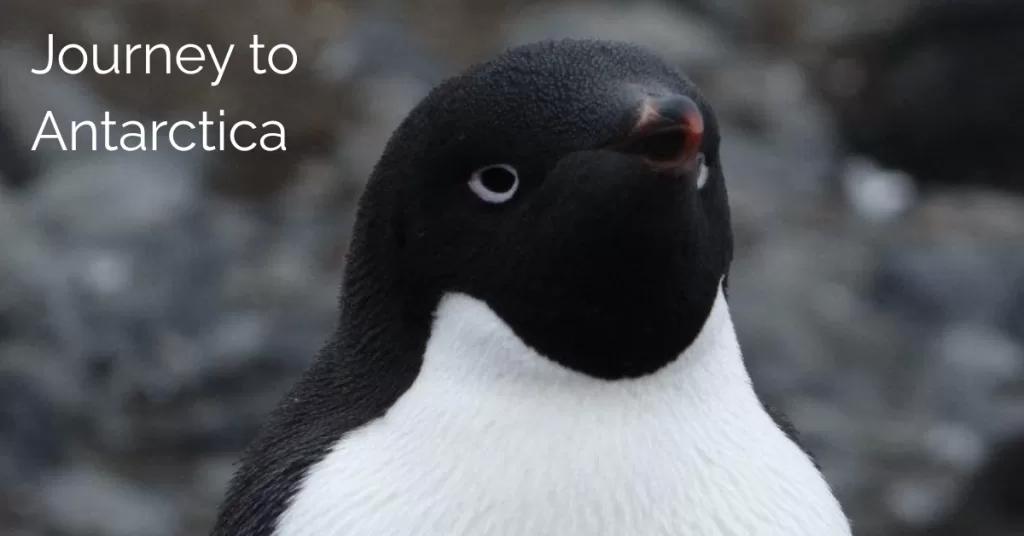 Close of of penguin Travel to antarctica