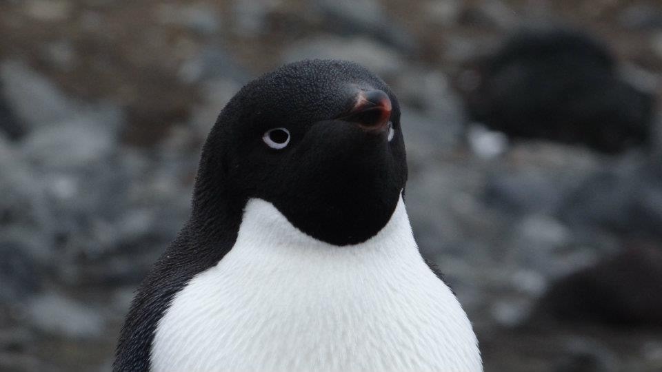 Adelie penguin looking at the camera 