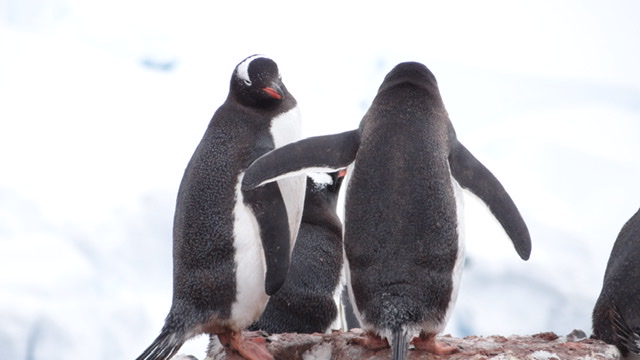 Gentoo penguins