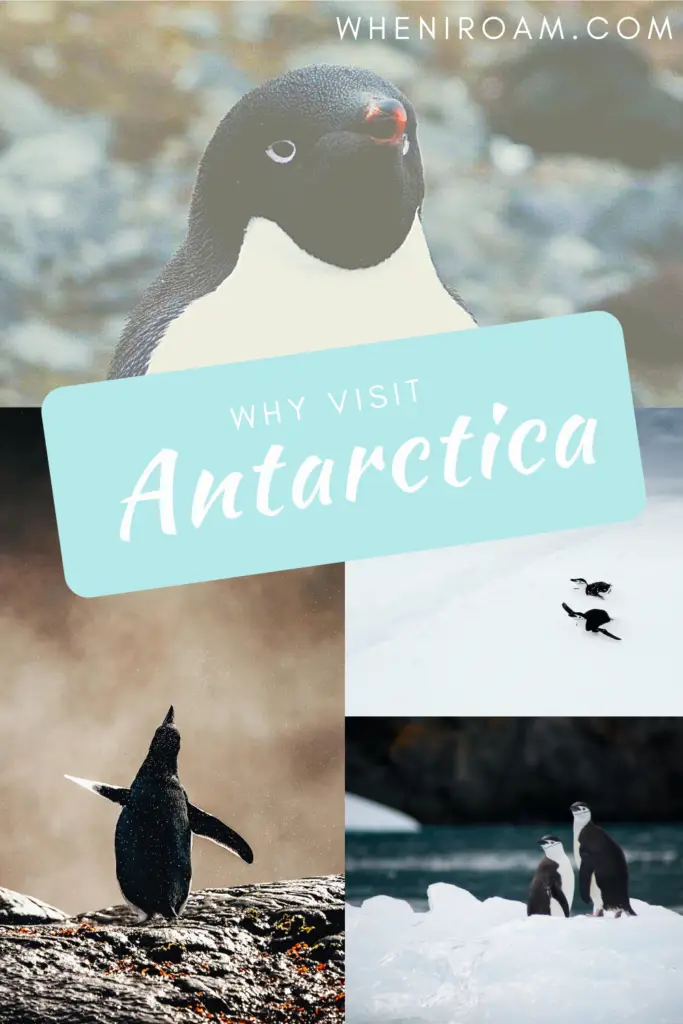 Pinterest image with text that reads “Why Visit Antarctica” with 4 photos of penguins and a total of 6 penguins