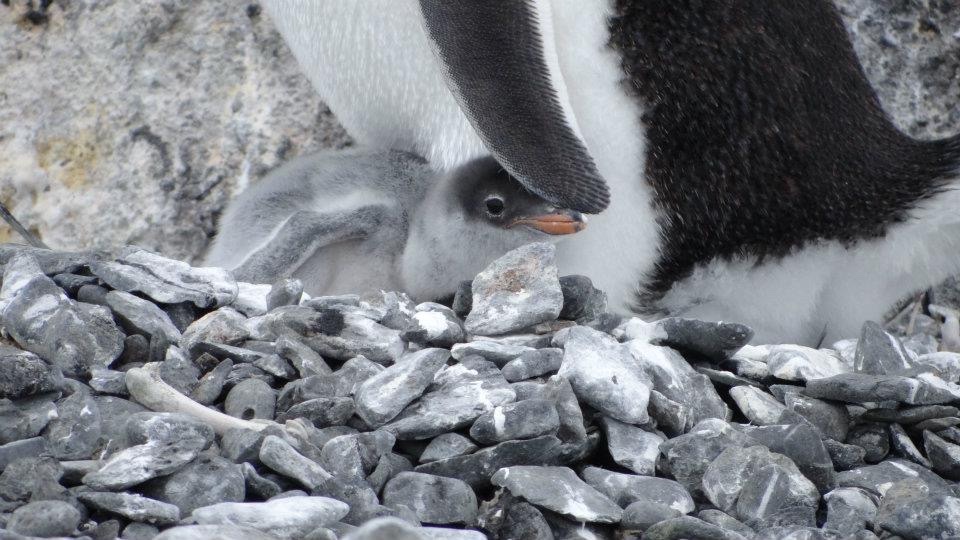 Baby penguin