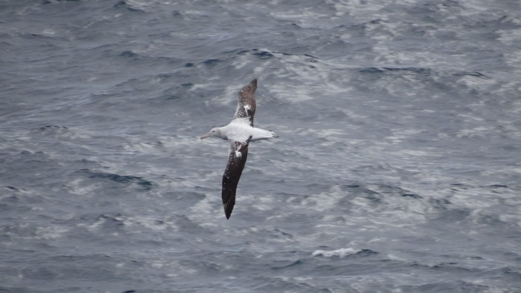 Albatross flying