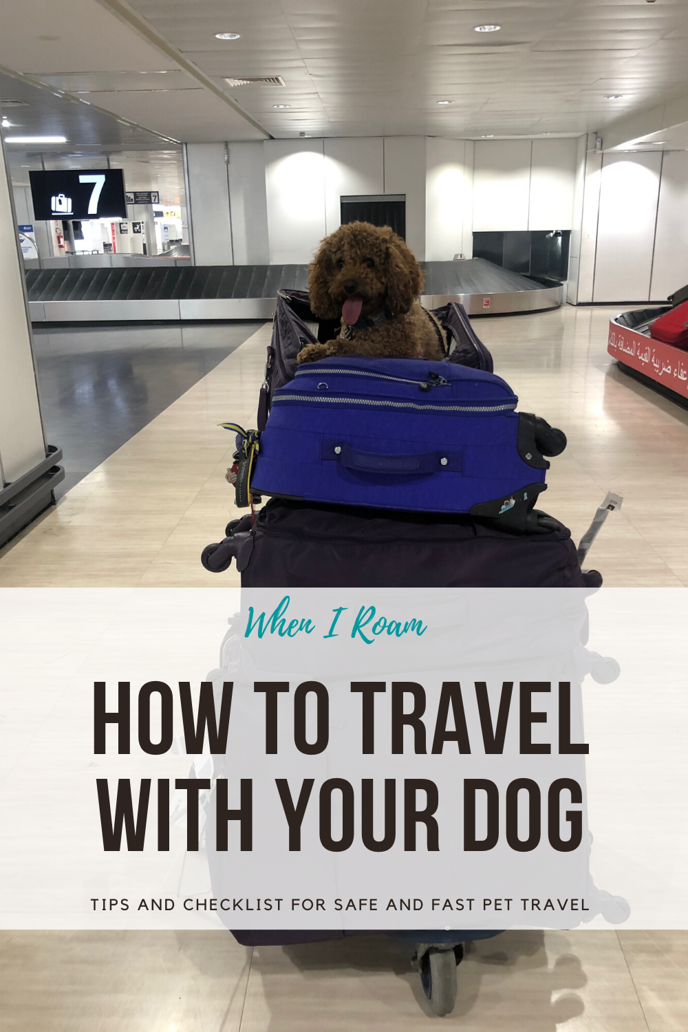 Tips For Flying With A Dog - When I Roam