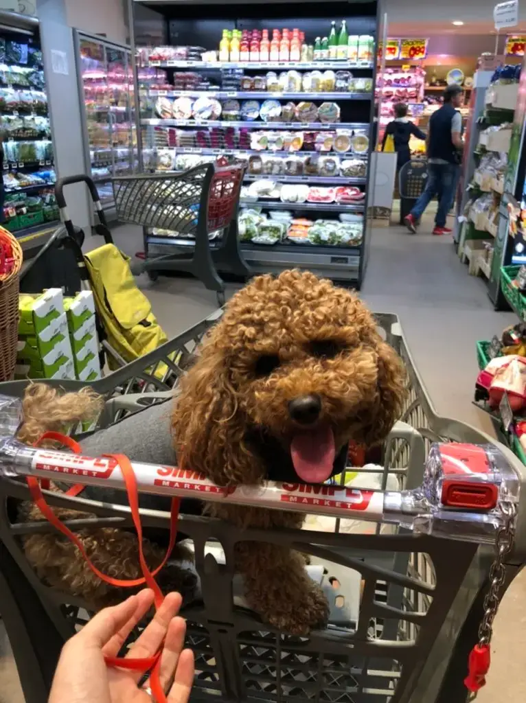 Mishka in a cart in a super market in Rome, Italy because dogs are allowed in places with food