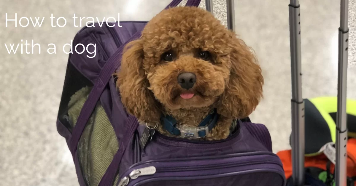 Dog peeking out of purple pet carrier with the text how to travel with a dog
