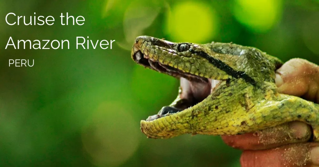 Green Anaconda in the Amazon jungle for cruise in the Amazon in Peri\u featured image