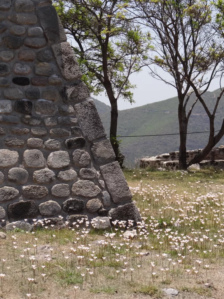 Xochicalco means the house of the flowers and this is a photo of little wildflowers in the archeological site