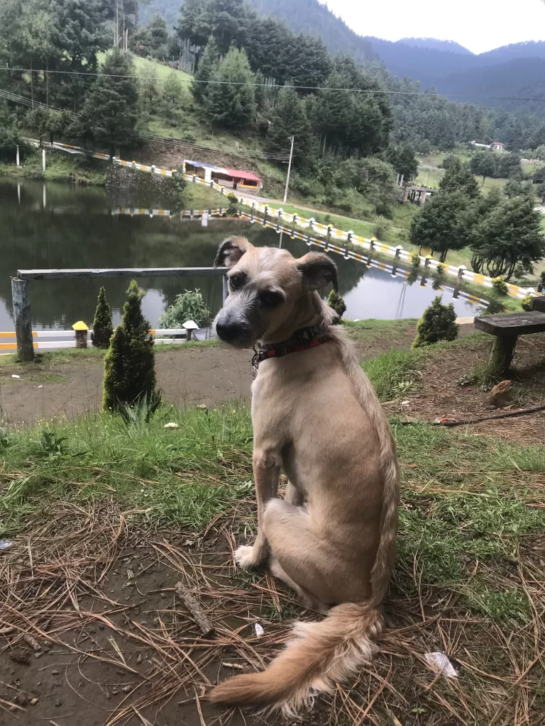 Timon the dog posing inLa Marquesa park near mexico city