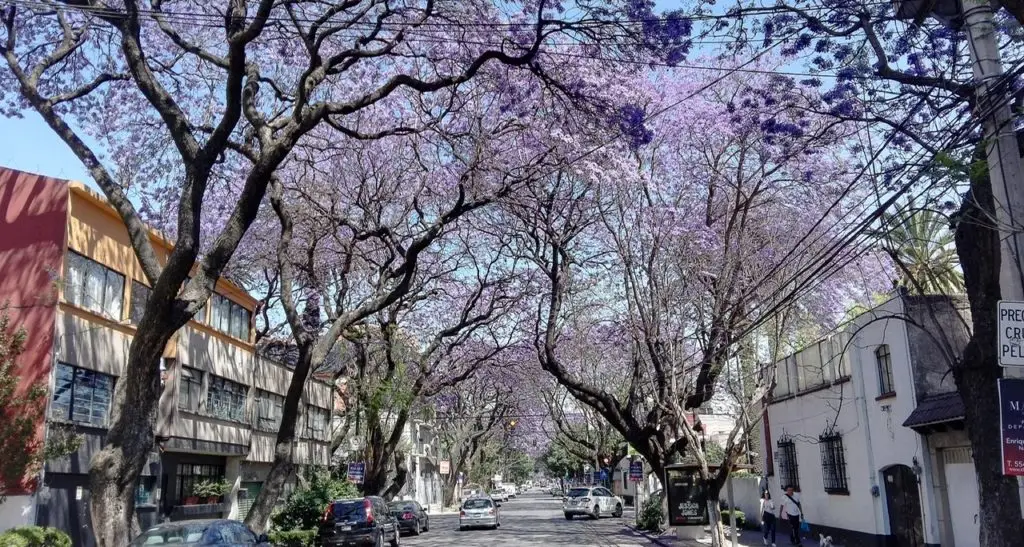 When to visit mexico city, during jacaranda tree season in March 