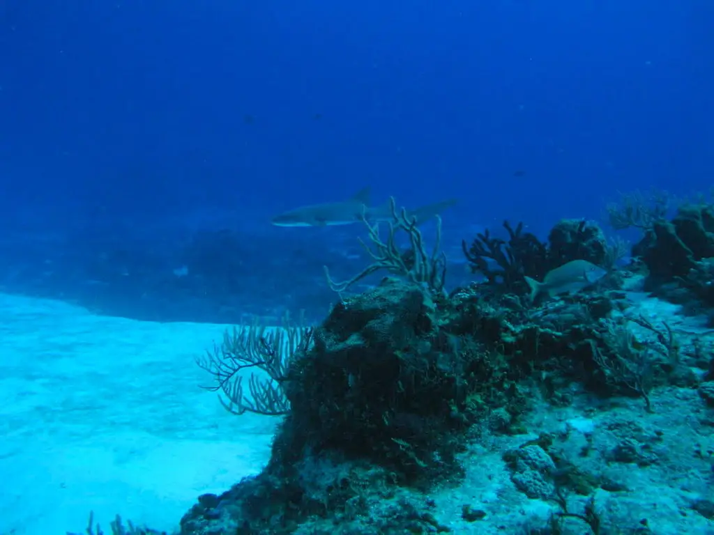 Best reefs for marine life watching like sharks in Mexico