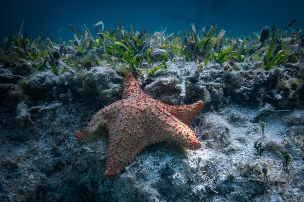 Star fish in el cielo as one of the best places to snorkel in Cozumel