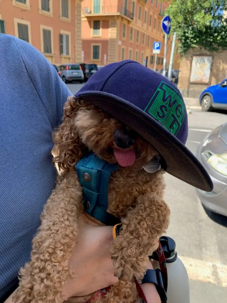 Mishka the cockapoo service dog with a cap covering his eyes and his tongue out