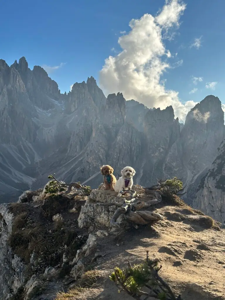 A brown cockapoo and a white cokapoo posing at the Cadini di Misurina viewpoint in the Dolomites