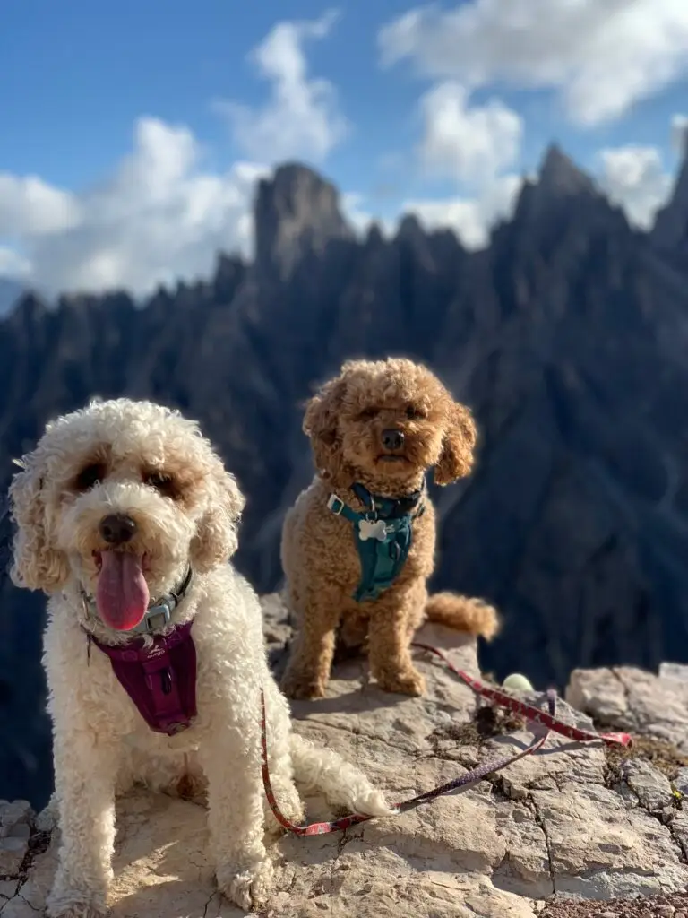Traveling dogs in the Dolomites in Italy