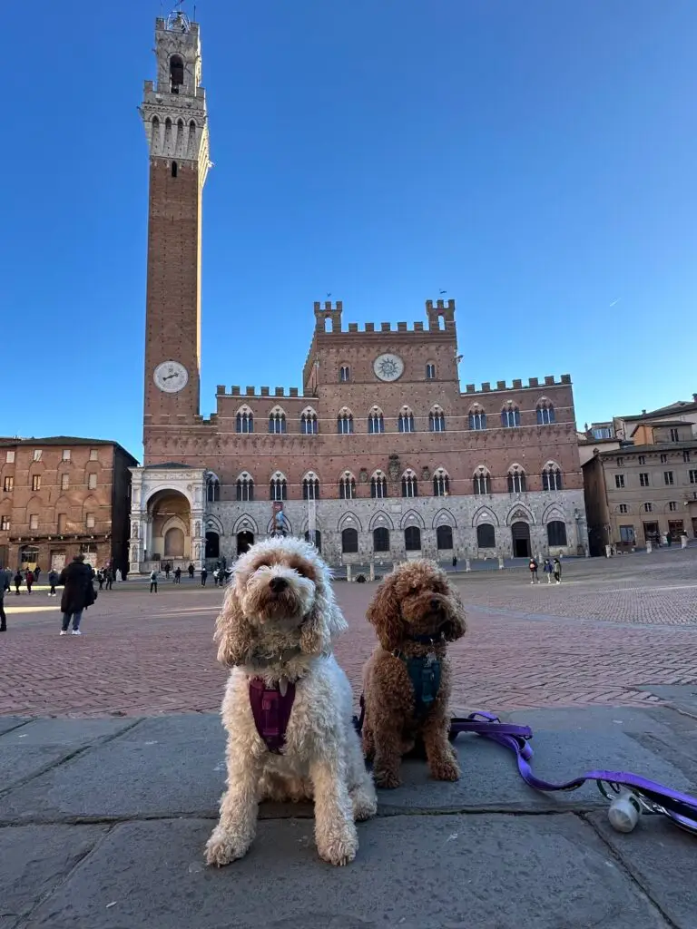 Two dogs in the Piazza del Campo in Siena, Italia