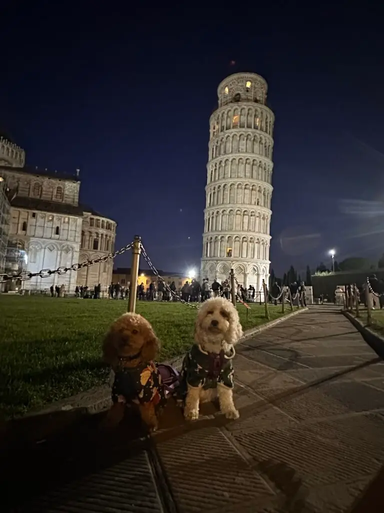 Brown cockapoo dog and white with spots cockapoo dog in front of the leaning tower of Pisa for how to travel with dog