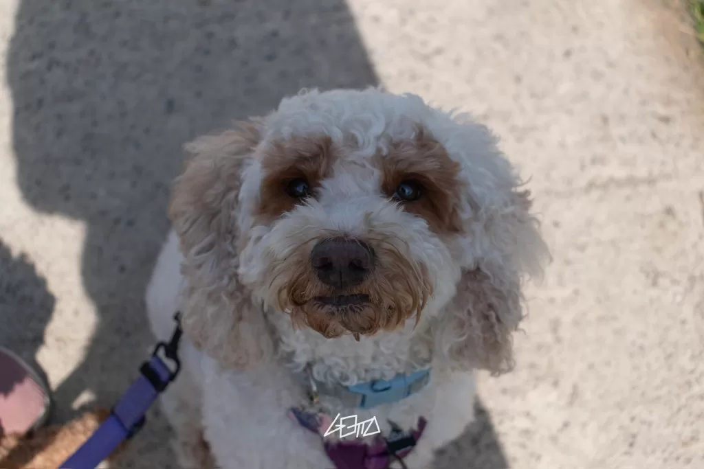 White dog with brown spots looking at the camera