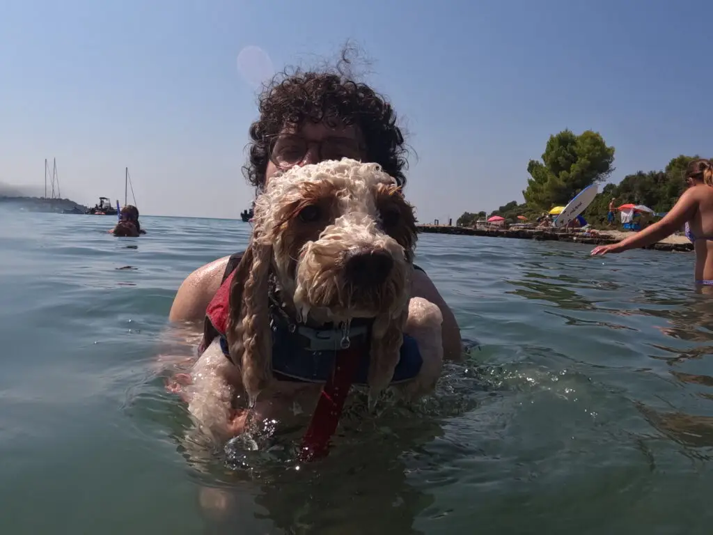 Lilo a white dog with brown spots in the eyes is swimming in a pet friendly beach near Pula, Croatia