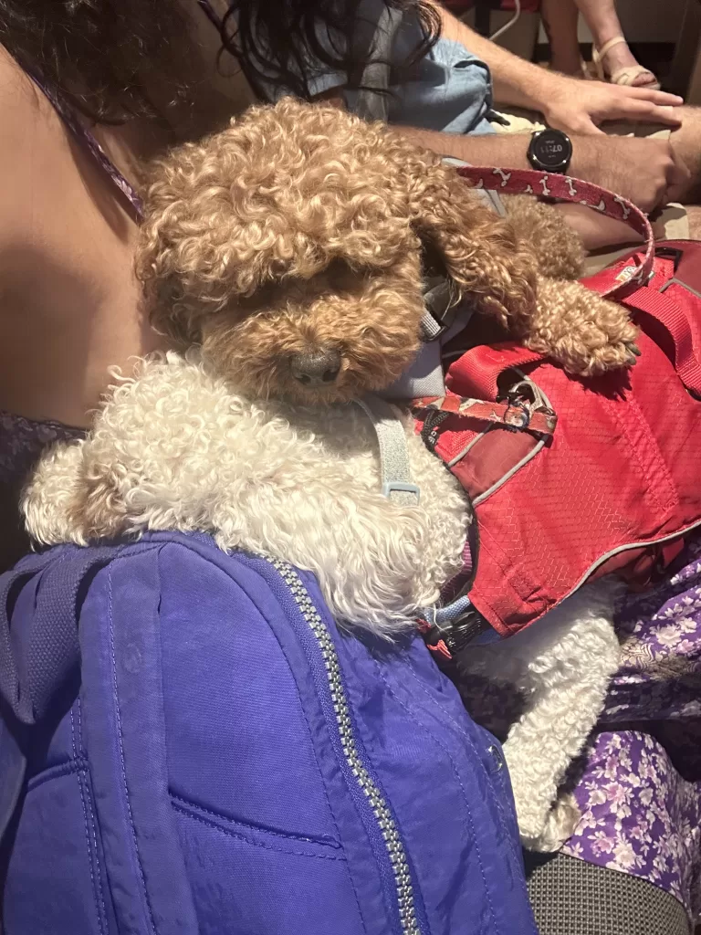 Brown dog piled up on white dog with a red lifevest in a ferry from pula to venice on our trip to croatia with dogs