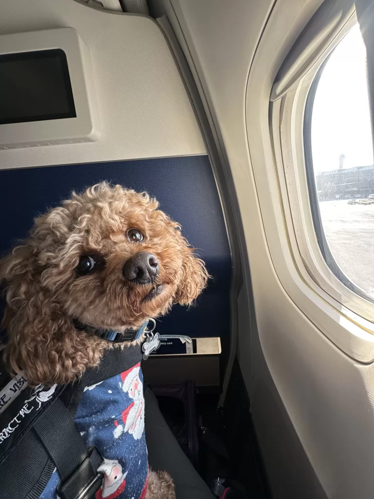 Brown dog looking back at the camera with a plane window in the background