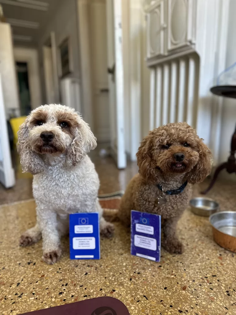 white dog and brown dog curly hair dog with their european pet passports from Italy