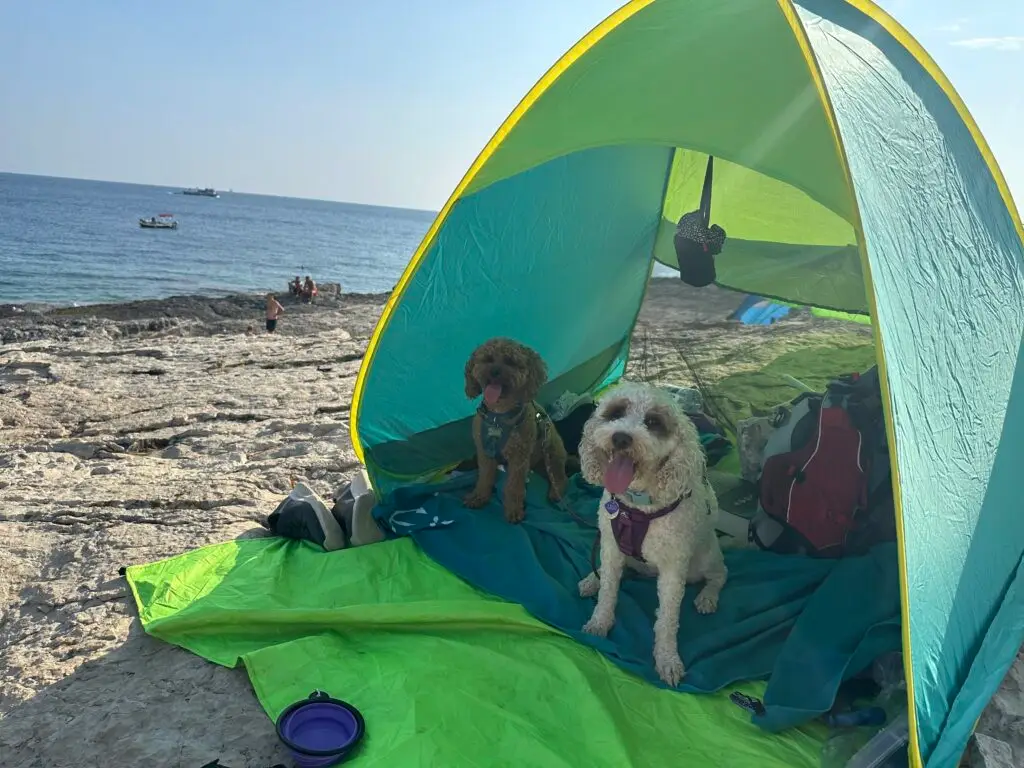 Dogs at beach in Croatia