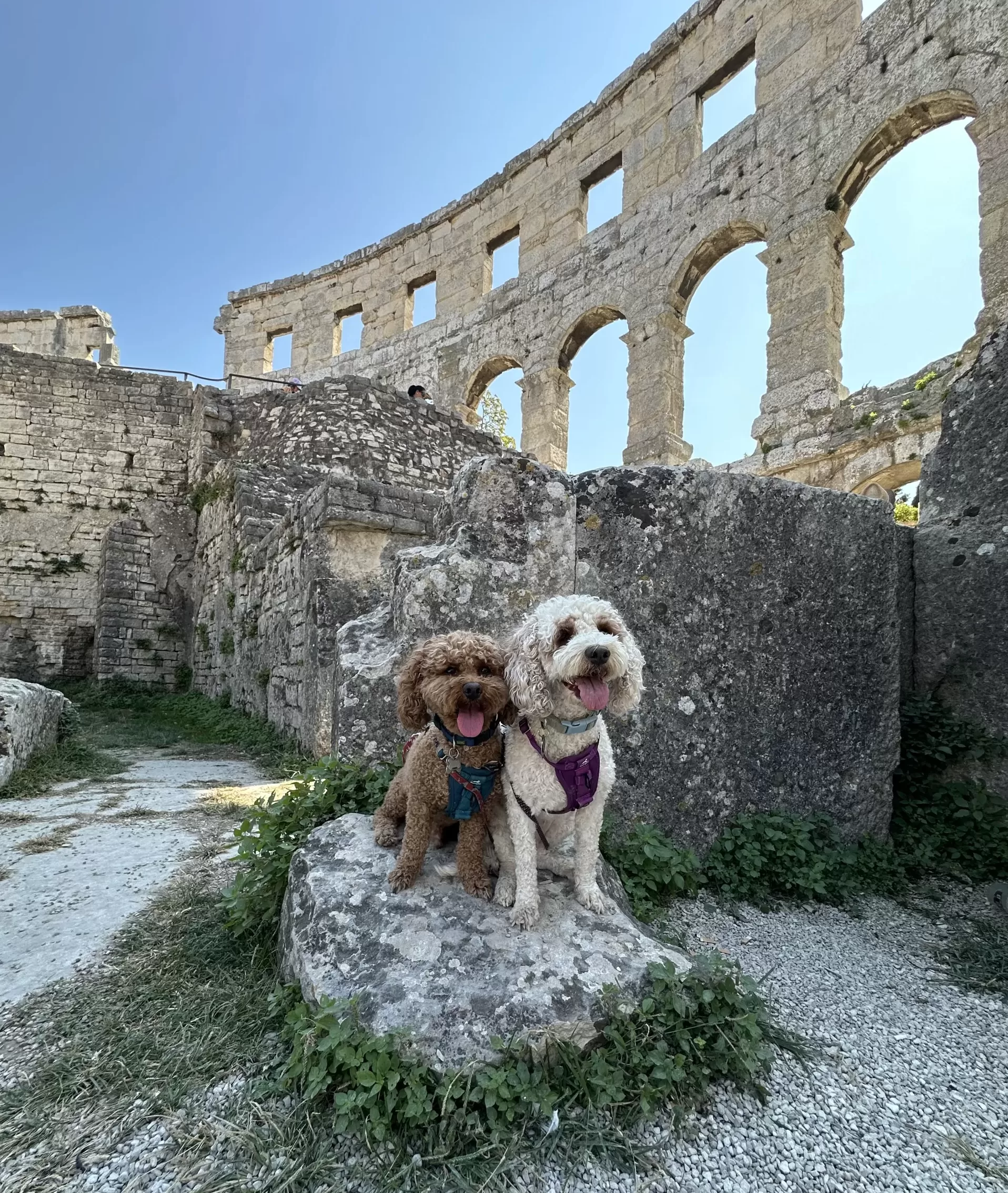 Brown dog and white dog inside Pula Arena in Croatia