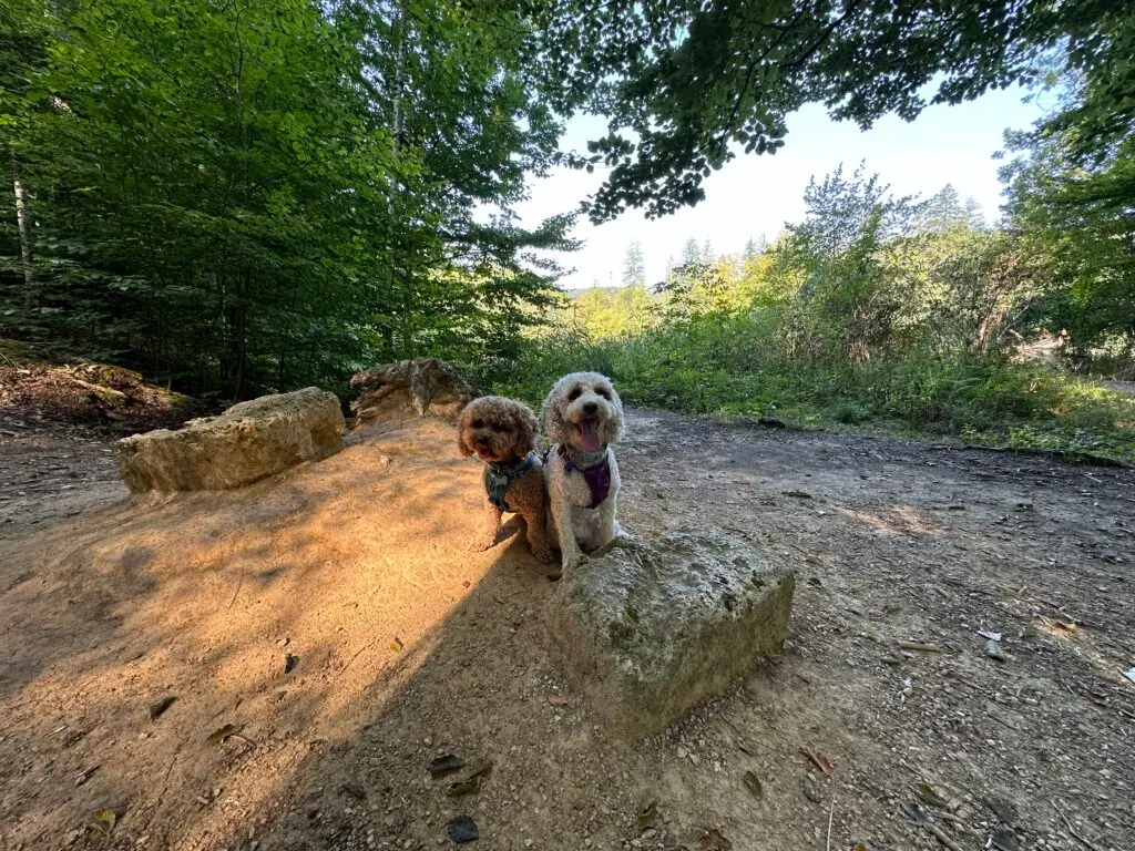 Two dogs sitting in a forest inside Plitvice lakes national park