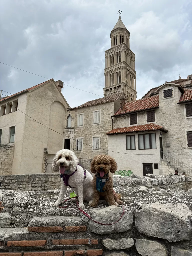 Two dogs on a wall in Split Croatia with the Cathedral tower in the background