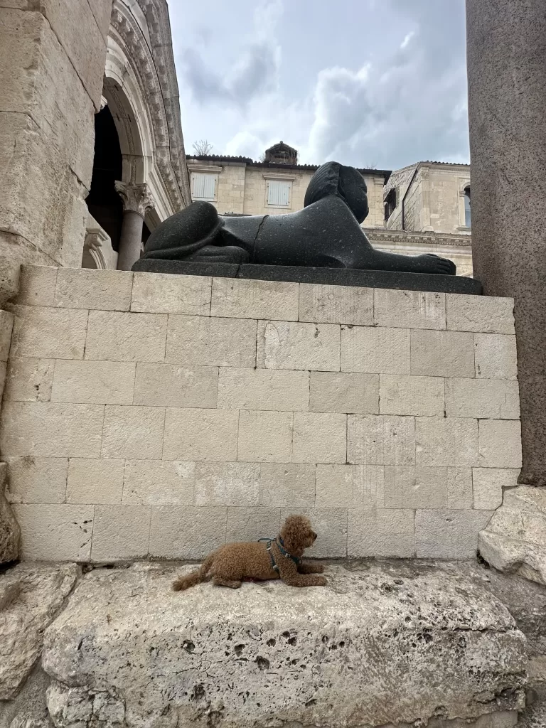 Brown dog posing in the same way as the black sphinx above in dioceletian’s palace in split