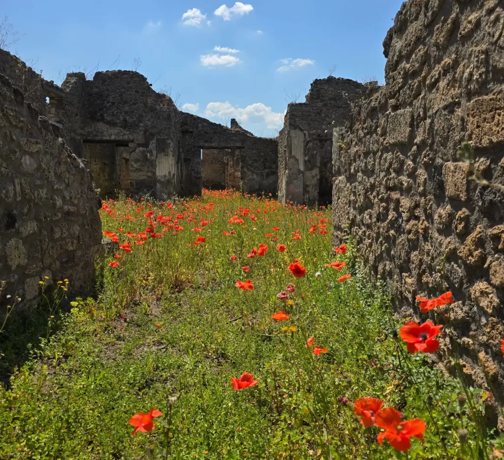 Red poppy flowers blooming in Pompeii ancient city when we were visiting Pompeii with dogs in May 