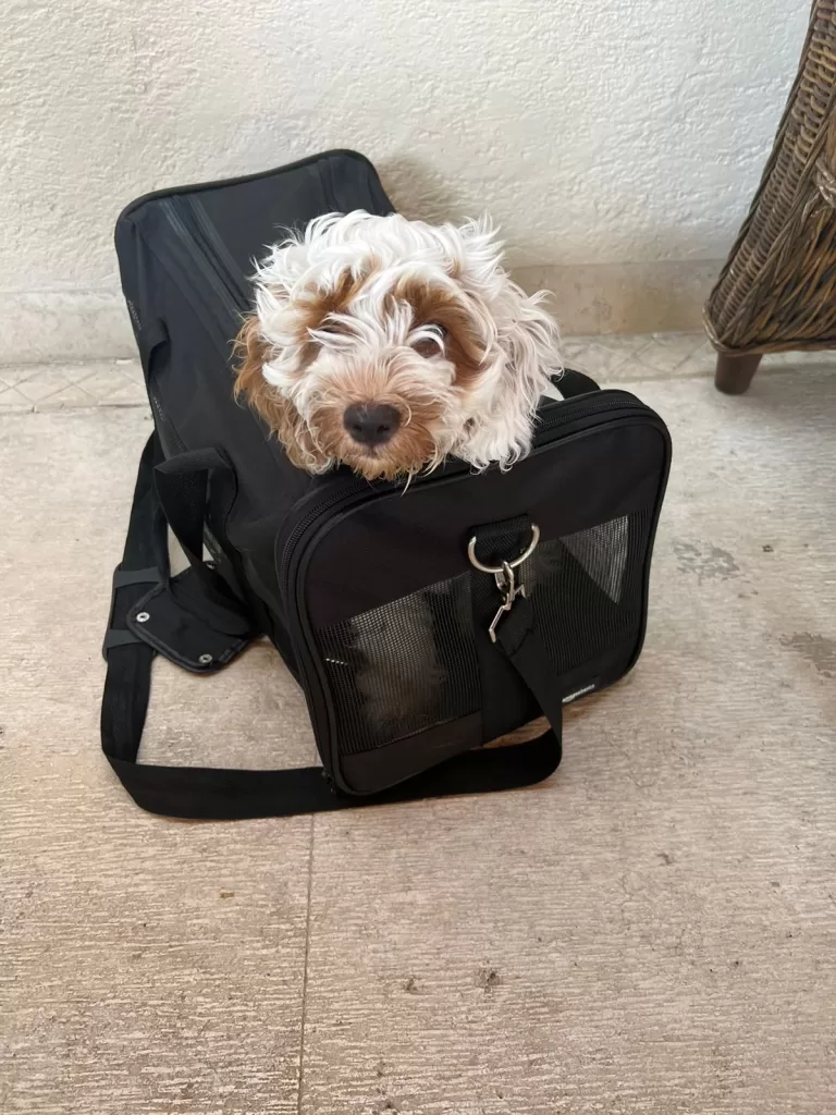 Lilo’s head poking outside Amazon Basics pet travel carrier that is a bag for dogs travel