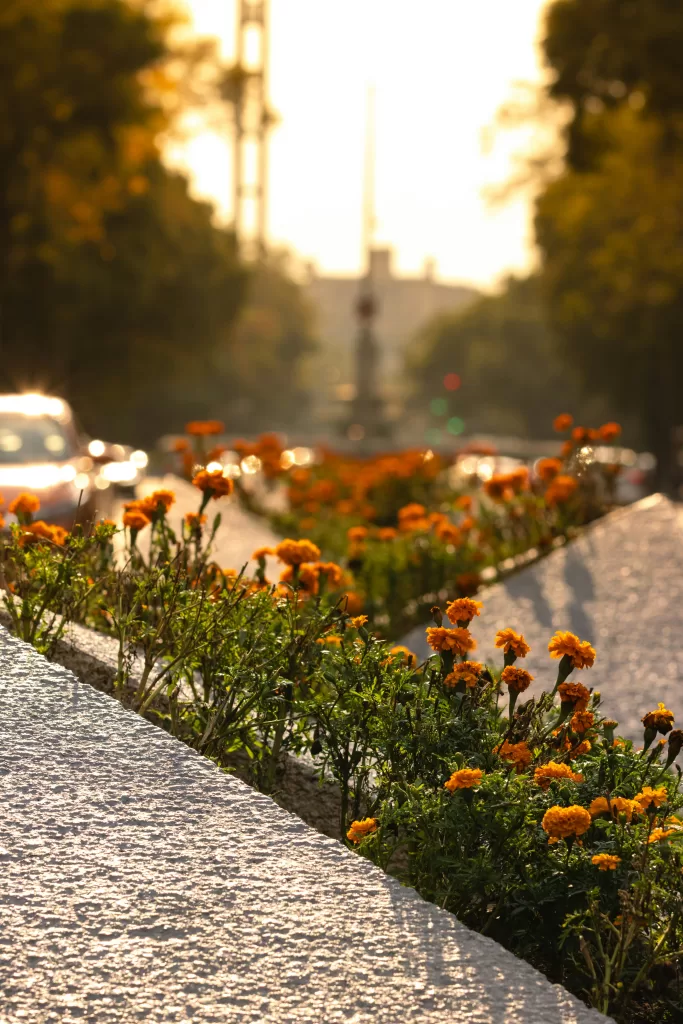 Avenida Reforma lined with cempasuchil flower or marigolds with the angel of independence