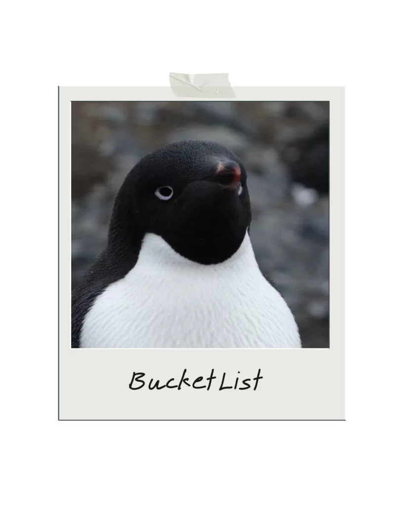Penguin with text bucket list 