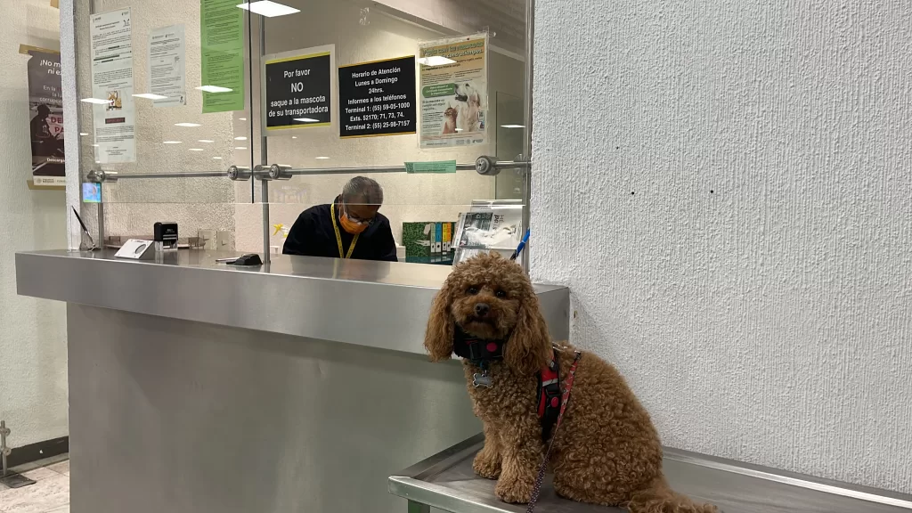 Mishka the dog waiting at SENASICA at the mexico city airport for his customs permission to enter Mexico when we were traveling to Mexico